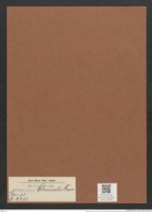 Surirella clementis Grun. (de-Toni-Nr.: Genus 53, Species 2253) Zeichnungen Sammlung Grunow Mappe 02468 (Herbarium_W_Grunow_drawings_Folder_02468)